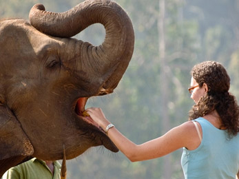 pinnawala elephant orphanage tour